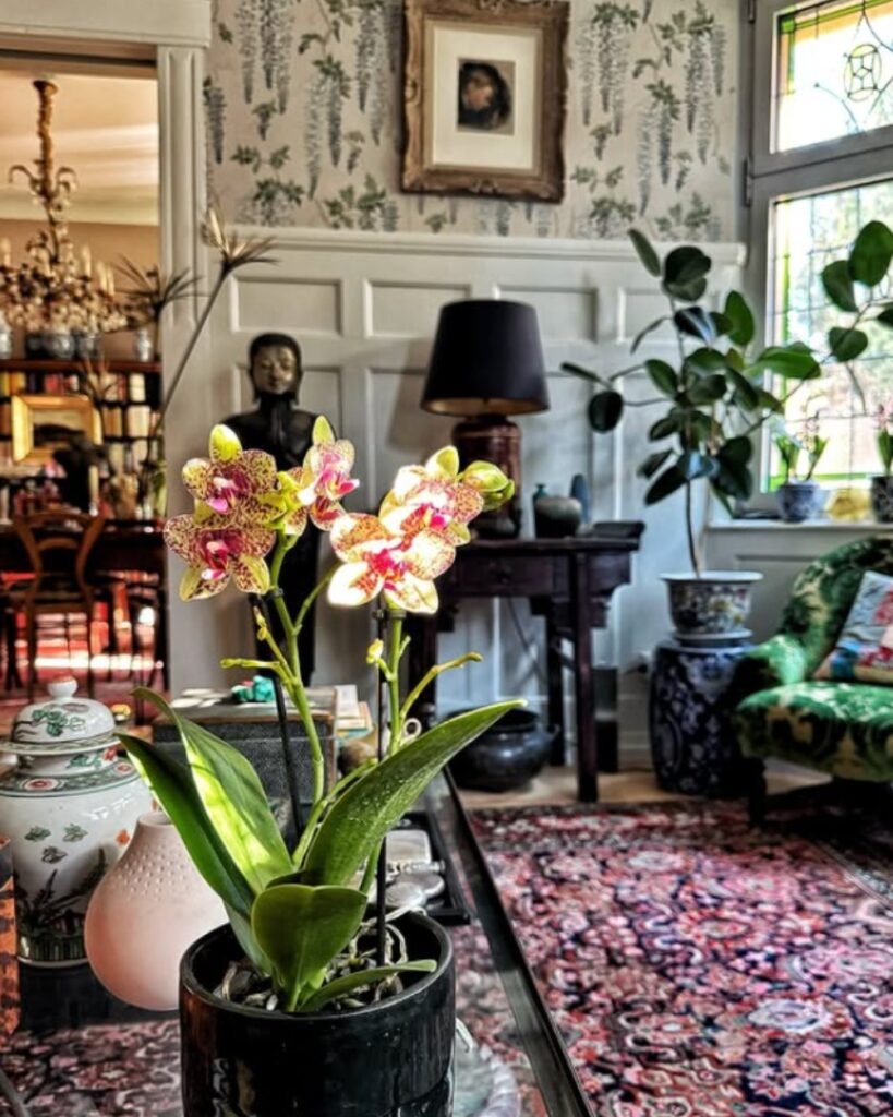 Evergreen budget friendly decor ideas – live plants used to add freshness and warmth to a cozy corner at home.