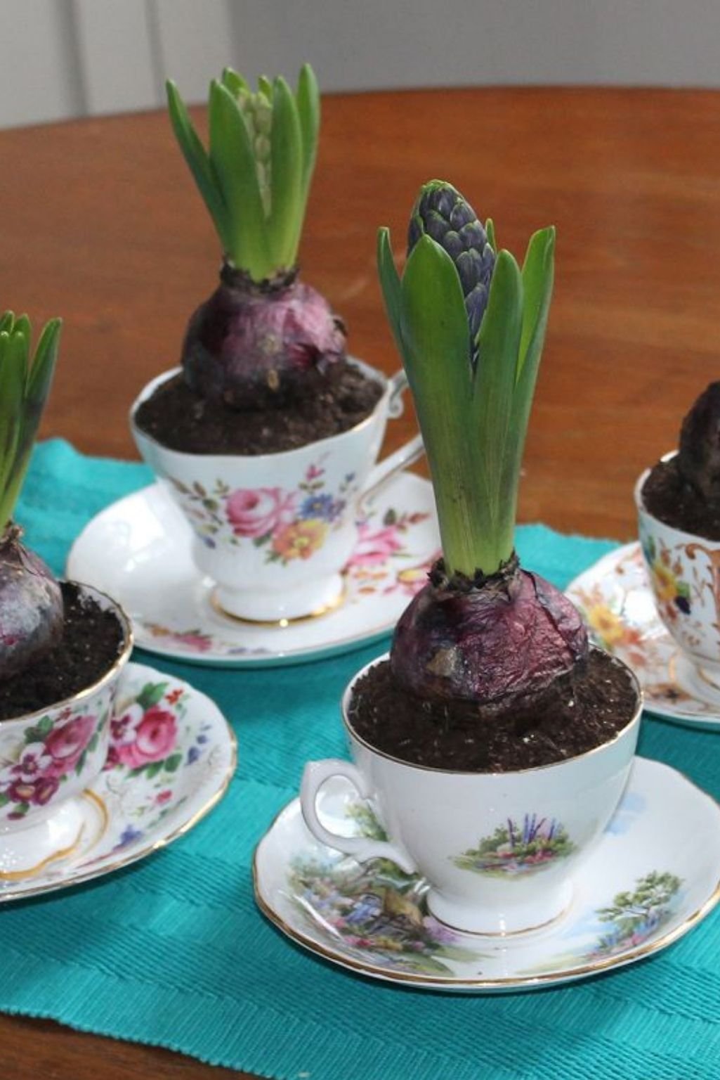 teacups used as planters for spring bulbs