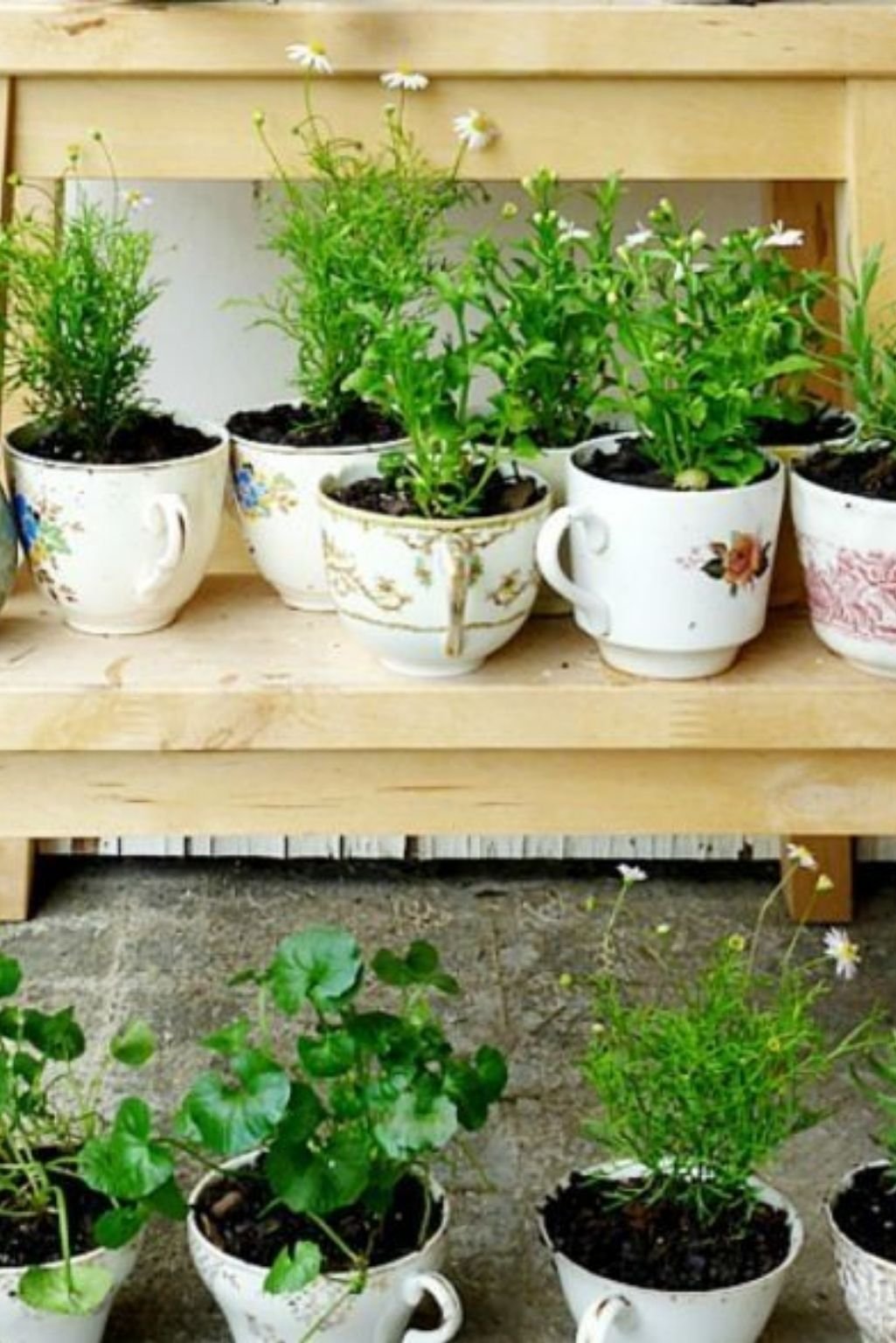 rustic wooden shelf lined with teacup herb planters