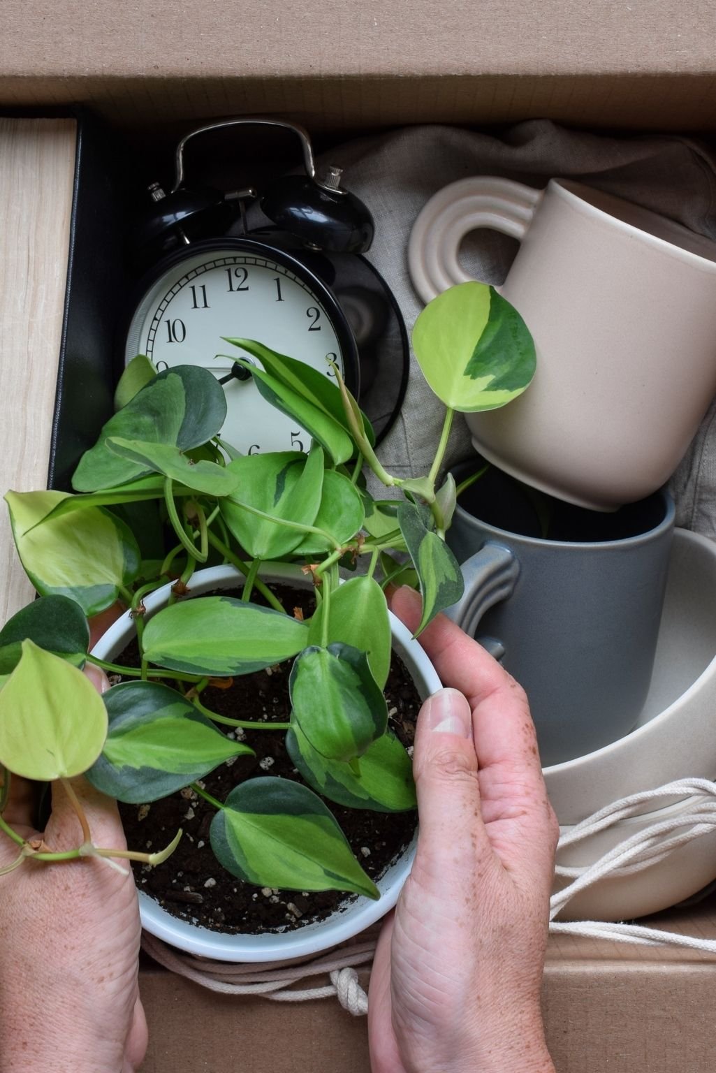 Hands holding a houseplant near a cluttered kitchen counter, showing how everyday items quickly crowd surfaces